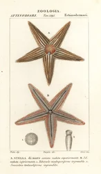 Meritähti tai meritähti, Asterias rubens