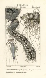 String meduusa, Apolemia uvaria (Stephanomia uvaria, Stefanomia nippu)
