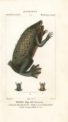 Surinamin rupikonna, Pipa pipa