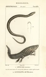 Kaksivarvas amphiuma, Amphiuma tarkoittaa, Anfiuma tarkoittaa 1, ja äärimmäisen uhanalainen aksolotl tai meksikolainen kävelykala, Ambystoma mexicanum, Assolotl del Messico 2