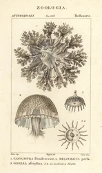 Ylösalaisin oleva meduusa, Cassiopea frondosa 1, Melicertum-laji 2 ja obeliapolyyppi 3
