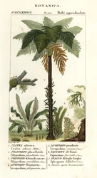 Länsi-Intian saniainen, Cyathea arborea, viiniköynnöksen saniainen, Microgramma piloselloides 2, siro saniainen, Niphidium crassifolium 3, karkea tupsu saniainen, Huperzia phlegmaria 4, staghorn clubsammalt, Lycopodiella cernua 5, vesikorte