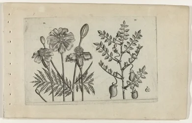 Tagetes ja kikherneet Cognoscite lilia (sarjan nimi)