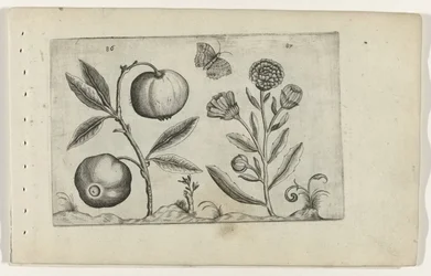 Assyrische appel en goudsbloem Tunne liljat (sarjan nimi)