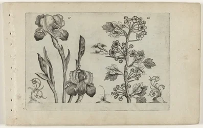 Bardiris ja Coralmeidoorn Cognoscite Lily (sarjan nimi)