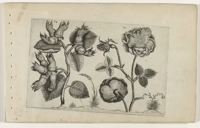 Hazelaar ruusuissa Cognoscite Lily (sarjan nimi)