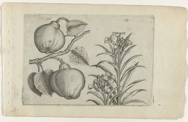 Kweepeer ja muurbloem Cognoscite Lily (sarjan nimi)