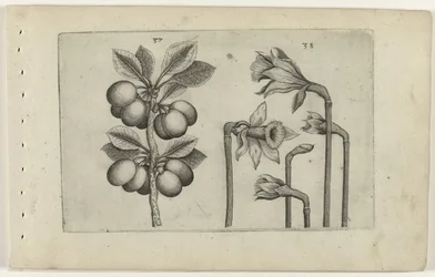 Zure kers en wilde narcissus Tunne liljat (sarjan nimi)