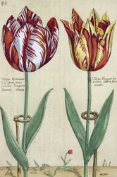 Tulip Octavian del Pont ja Tulip Elegant, Garden Floridusista, julkaistu 1614-1515
