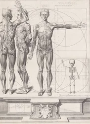 Lauta "Atlas Anatomico" -julkaisulle julkaisematon, levy n. 1680-9..., levy n. 1680-94, painettu 1740.