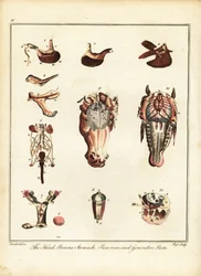 Hevosen anatomia. 1792 (kaiverrus)
