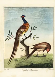Englannin fasaanit, uros ja naaras. 1792 (kaiverrus)