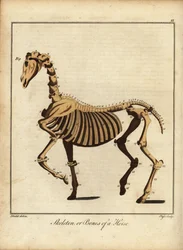 Hevosen luuranko tai luut. 1792 (kaiverrus)