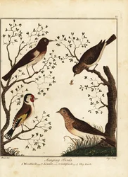 Laululinnut: metsäkiiru, pellava, kultavarpu, taivaskiuru. 1792 (kaiverrus)