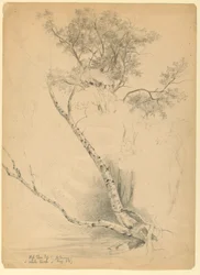 Old Elm Top ja White Birch, North Conway, New Hampshire