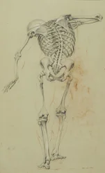 Skeleton Study, n. 1848 (liitu ja värikynä kellanruskealle paperille kiinnitettynä kartongille)