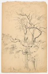 Oaksin tutkimus Dennings Pointissa