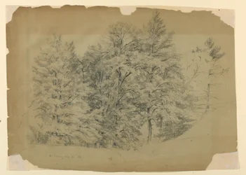 Puiden tutkimus, North Conway, New Hampshire