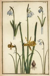 Villi narsissi, Narcissus pseudonarcissus ja lumikellot, Galanthus nivalis
