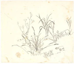 Ruoho