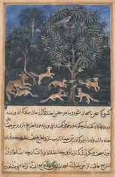 Sivu elokuvasta Tales of a Parrot Tuti-nama: Viides yö: Papukaijaäiti varoittaa..., c. 1560.