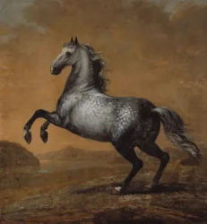 Pieni englantilainen, kuningas Karl XI:n (1655-97) hevonen