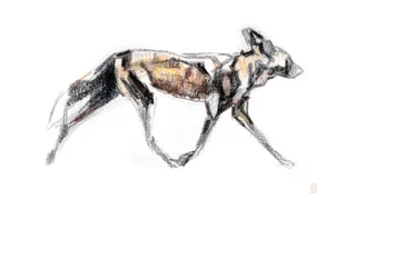 African Wild dog juoksu, 2020 (liitu ja vesiväri paperille)