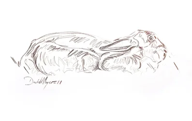 Ruskea jänis makuuasennossa, 2012 (kontepastelli paperilla)