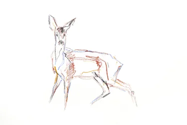 Roe Deer Young, 2021 (kynä paperille)