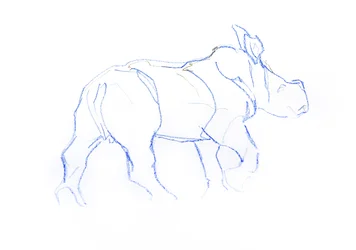 Valkoinen sarvikuonon vasikka, 2020 (kynä paperille)