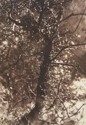 The Fairy Tree at Colinton, 1846. Tekijät: David Octavius Hill, Robert Adamson, Hill & Adamson.