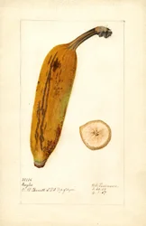 Banaani ( Musa: Ingles) (akvarelli)