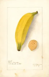 Banaanit ( Musa: Purppurabanaani) (akvarelli)