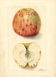 Katkerat omenat (Malus domestica) (akvarelli)