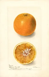 Appelsiinit (Citrus sinensis: Bishops Favorite) (vesiväri)
