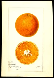 Appelsiinit. Citrus sinensis: Nonpareil (vesiväri paperille).