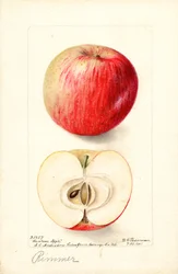 Rimmer-omenat (Malus domestica) (vesiväri)