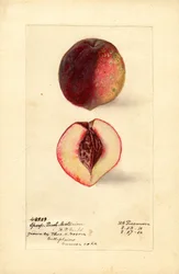 Urheilu Persikka Nektariini (Prunus persica) (akvarelli)