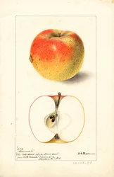 Tecumseh-omenat ( Malus domestica) (akvarelli)