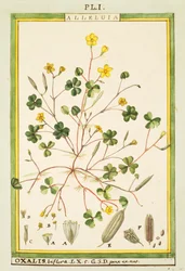 Bermuda leinikki (Oxalis biflora tai pes-caprae), vesiväri Delahaye