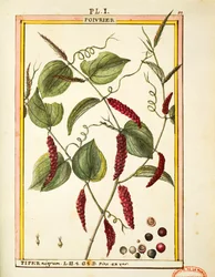Mustapippurimaissi (Piper nigrum), Delahayen akvarelli