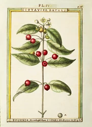 Brush Cherry (Eugenia pseudo-pridium), akvarelli Delahaye