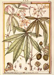 Maniikka (Jatropha manihot), kirjoittanut Delahaye, akvarelli