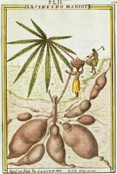 Maniokki- tai maniokkijuuret (Manihot esculenta), joita käytetään maniokkileivän valmistukseen, Delahayen vesiväri