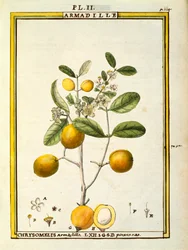 Chrysomelis Armadilla, akvarelli Delahayen
