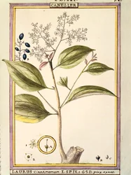 Kaneli (Laurus cinnamomum), akvarelli Delahaye
