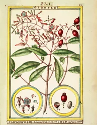 Neilikka (Caryophyllus Aromaticus), Delahayen akvarelli