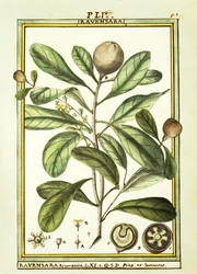 Cryptocarya Aromatica, akvarelli Delahaye