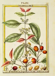 Eugenia Brignolla, akvarelli Delahaye