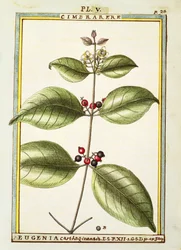 Eugenia Carthage, Delahayen akvarelli